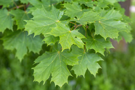 Summer green color of the deciduous maple tree of the family Aceraceaeの写真素材