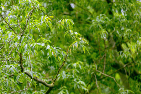 Summer green color of the deciduous ash-leaved maple tree of the family Sapindaceae