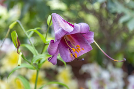 Lily. Beautiful flowering bright summer flower of the Liliaceae familyの写真素材