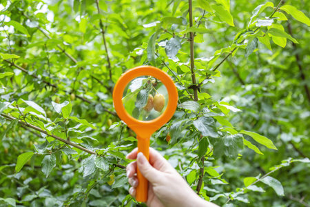 A female hand holds a magnifying glass in an orange frame. Wild berries in a summer forest under...