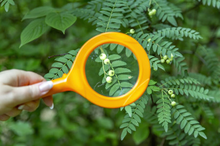 A female hand holds a magnifying glass in an orange frame. Wild berries in a summer forest under under a loupeの写真素材