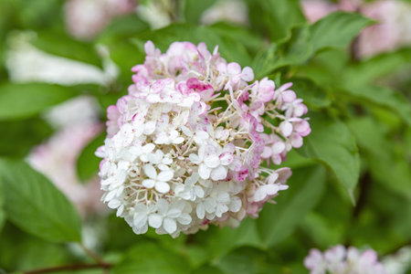 Flowering of the white Hydrangea Paniculata in the city park