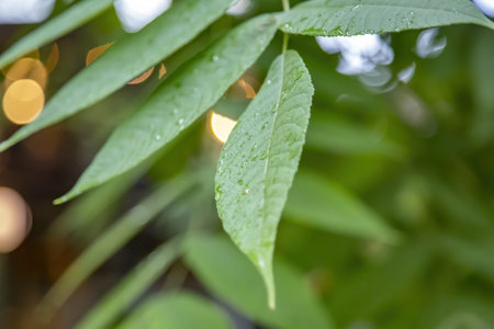 Green plant leaf with water drops and morning dew after watering or rain