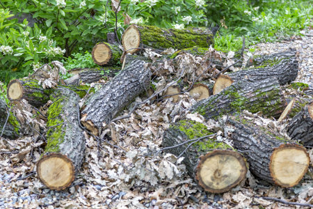 Trunks of perennial deciduous trees sawn and heaped in a city park