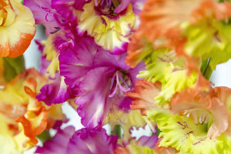 Gladiolus. Beautiful flowering bright summer flower of the Iridaceae familyの写真素材