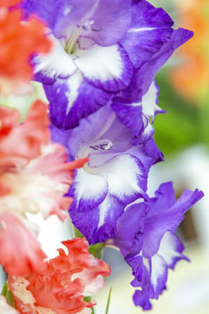 Gladiolus. Beautiful flowering bright summer flower of the Iridaceae familyの写真素材