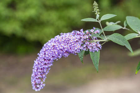 Buddleja. Beautiful blooming bright summer flower of the family Buddlejaceaeの写真素材