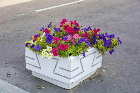 A stone garden pot with a growing bright flowers on a summer dayの写真素材