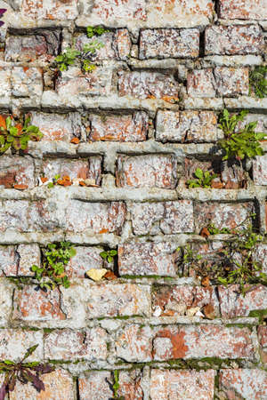 Embossed textured surface of an old wall made of facade bricks and cementの写真素材