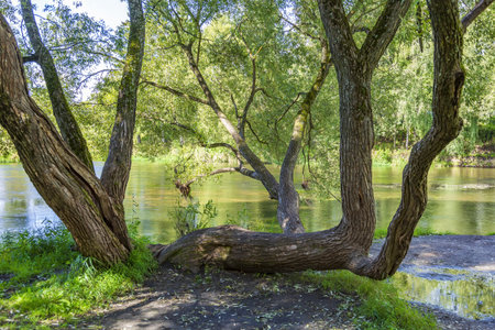 Riviera Natural Park with bright vegetation in the summer city of Mozhaysk. Russia