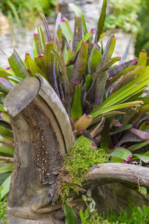 Close to a thick juicy leaf of an exotic plant in a greenhouseの写真素材