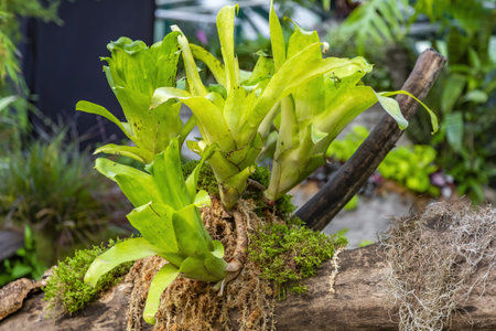 Close to a thick juicy leaf of an exotic plant in a greenhouse