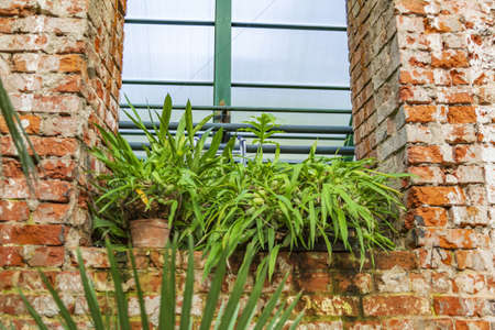 Bright green plant in an old brick niche as an element of garden decorの写真素材