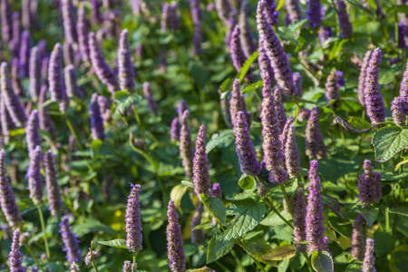 Purple fennel. Beautiful flowering perennial herbaceous plant Agastache Foeniculumの写真素材