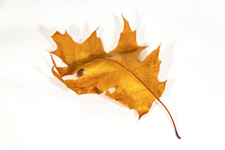 Bright dry maple leaf after autumn leaf fall on a white background