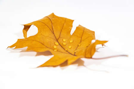 Bright dry maple leaf after autumn leaf fall on a white backgroundの写真素材