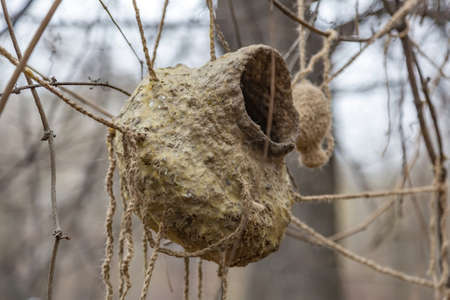 Handmade birdhouse-feeder hanging on a tree in an autumn parkの写真素材
