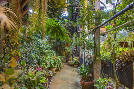 Moscow, Russia - November 29, 2021: Aptekarskiy Ogorod. Historic tropical greenhouse interiorのeditorial素材