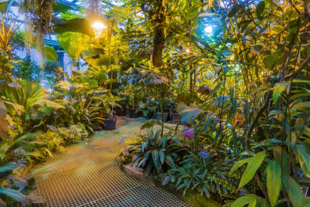 Moscow, Russia - November 29, 2021: Aptekarskiy Ogorod. Historic tropical greenhouse interiorのeditorial素材