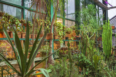 Moscow, Russia - November 29, 2021: Aptekarskiy Ogorod. Botanical Garden of State University. Succulent greenhouse interiorのeditorial素材