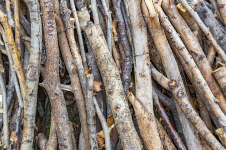 The idea of creating a homemade art composition from dry branches in the autumn garden or in the backyardの写真素材