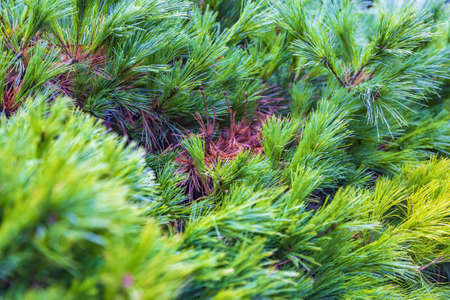 Fluffy textured leaves of evergreen coniferous treeの写真素材
