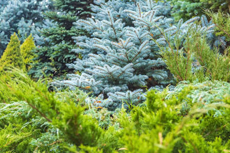 Fluffy textured leaves of evergreen coniferous treeの写真素材