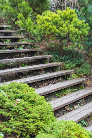 Part of a walking eco-trail with steps along the slope of a coniferous hill in a public city park
