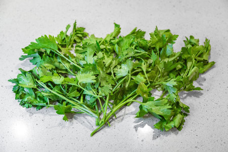 Freshly picked bunch of green parsley is dried in the kitchen for food supplementの写真素材