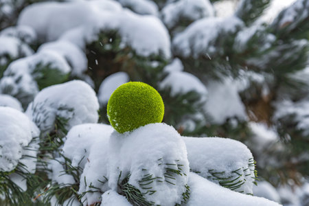 Decorative fluffy green ball in snow in winter parkの写真素材