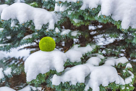 Decorative fluffy green ball in snow in winter parkの写真素材