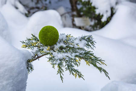 Decorative fluffy green ball in snow in winter parkの写真素材