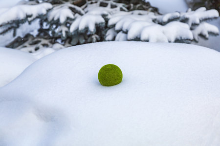 Decorative fluffy green ball in snow in winter parkの写真素材
