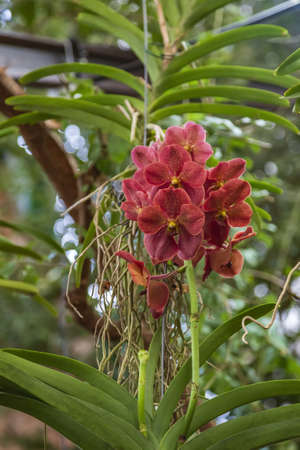 Picturesque blossoming of a beautiful flower in the winter in the greenhouseの写真素材