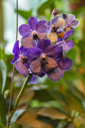 Picturesque blossoming of a beautiful flower in the winter in the greenhouse