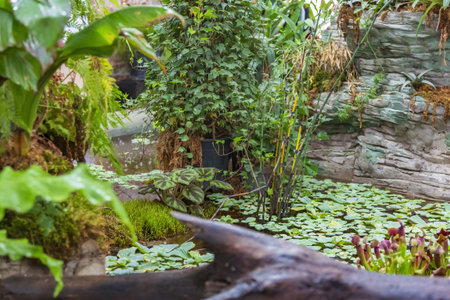 Idea for decorating an evergreen garden or backyard with exotic tropical plants