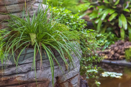 Idea for decorating an evergreen garden or backyard with exotic tropical plantsの写真素材