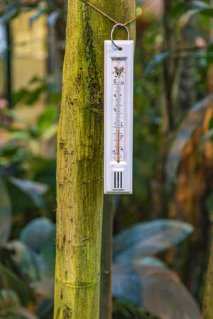 A weathered thermometer for measuring the temperature hangs on a dry tree trunk in a tropical greenhouseの写真素材