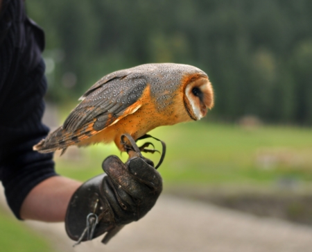 The Barn Owl  Tyto alba  の写真素材
