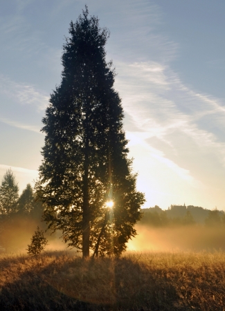 Sundown tree on field with mist and flareの写真素材