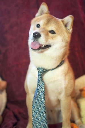 Dog with a blue tie with adorable smileの写真素材