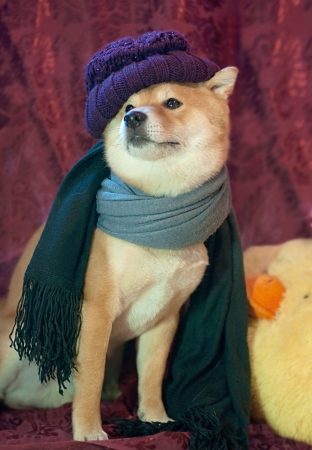 Dog with violet hat and gray shawlの写真素材