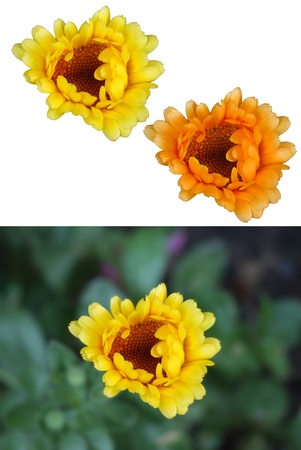 gerbera の写真素材