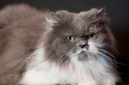 portret of grey Persian cat on a black couchの写真素材