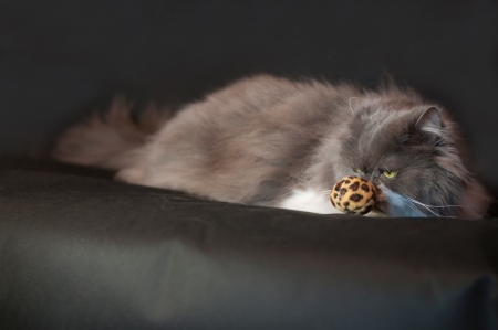 Grey Persian Cat on  couch with toy ballの写真素材
