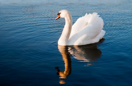 White swan with reflections on a clear blue lakeの写真素材
