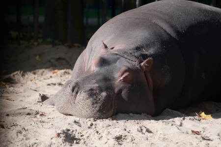A hippo sleeping at the zooの写真素材