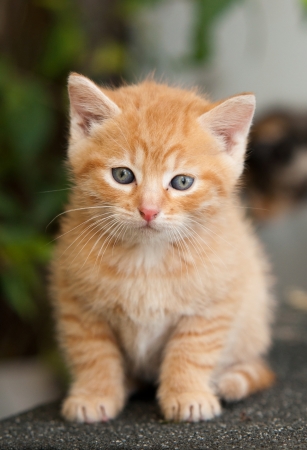Red Little kitten in frontの写真素材
