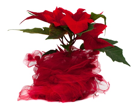 Poinsettia Christmas Flower isolated on white backgroundの写真素材