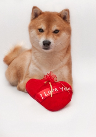 puppy dog with a red heart isolated on white backgroundの写真素材